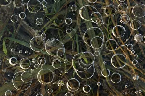 Air bubbles trapped below the surface of an ice covered body of water, with grass below Air bubbles trapped below the surface of an ice covered body of water, with grass below