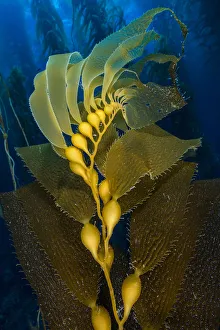 Air filled bladders of Giant kelp (Macrocystis pyrifera) Air filled bladders of Giant kelp (Macrocystis pyrifera)
