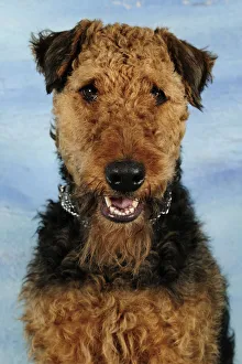 Airdale terrier head portrait, sitting and panting Airdale terrier head portrait, sitting and panting