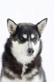 Alaskan Malamute portrait of blue coated adult Alaskan Malamute portrait of blue coated adult