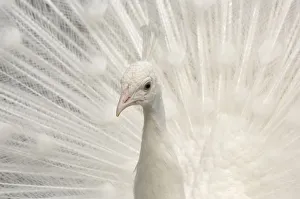 Albino India blue Peafowl {Pavo cristatus} Albino India blue Peafowl {Pavo cristatus}