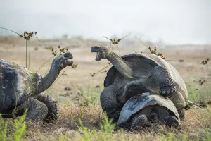 Alcedo giant tortoise (Chelonoidis vandenburghi) male mating with female while squabbling Alcedo giant tortoise (Chelonoidis vandenburghi) male mating with female while squabbling