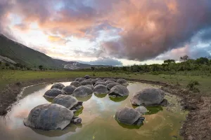 Alcedo giant tortoise (Chelonoidis vandenburghi), Alcedo Volcano, Isabela Island Alcedo giant tortoise (Chelonoidis vandenburghi), Alcedo Volcano, Isabela Island