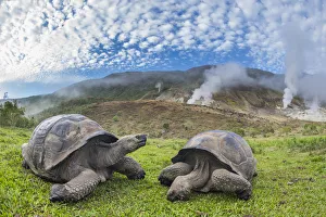 Alcedo giant tortoises (Chelonoidis vandenburghi) and volcanic landscape with fumeroles Alcedo giant tortoises (Chelonoidis vandenburghi) and volcanic landscape with fumeroles