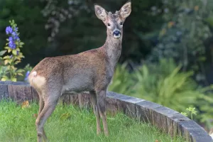 Alert young Roe deer (Capreolus capreolus) buck with developing horns standing on a Alert young Roe deer (Capreolus capreolus) buck with developing horns standing on a