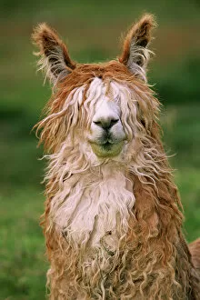 Faces Gallery: Alpaca portrait {Lama pacos} Altiplano, Bolivia