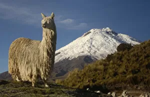 Images Dated 15th January 2003: Alpaca Suri, a long haired variety of alpaca {Lama pacos} Cotopaxi volcano, Andes