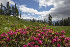 Alpenrose (Rhododendron ferrugineum) in mountain landscape, Nordtirol, Austrian Alps June Alpenrose (Rhododendron ferrugineum) in mountain landscape, Nordtirol, Austrian Alps June