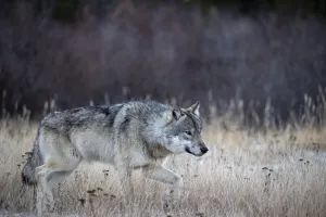 Alpha male Timber wolf (Canis lupus lycaon) hunting in snow, Hudson Bay, Manitoba, Canada Alpha male Timber wolf (Canis lupus lycaon) hunting in snow, Hudson Bay, Manitoba, Canada