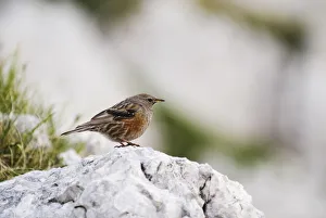 Alpine accentor (Prunella collaris) perched on rock, Triglav National Park, Slovenia Alpine accentor (Prunella collaris) perched on rock, Triglav National Park, Slovenia