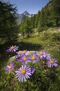 Alpine Aster (Aster alpinus), Aosta Valley, Monte Rosa Massif, Pennine Alps, Italy. July Alpine Aster (Aster alpinus), Aosta Valley, Monte Rosa Massif, Pennine Alps, Italy. July