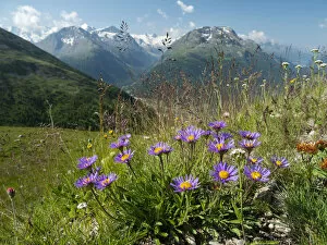 Asterales Gallery: Alpine aster (Aster alpinus) flowering in alpine meadow, Alps, Engadine, Switzerland. July