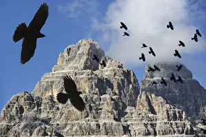 Alpine Chough / Yellow-billed Chough (Pyrrhocorax graculus Alpine Chough / Yellow-billed Chough (Pyrrhocorax graculus