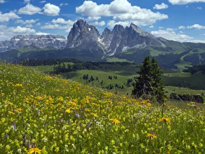 Alpine flower meadow landscape - Seiser Alm with mountains of Langkofel Group in the Alpine flower meadow landscape - Seiser Alm with mountains of Langkofel Group in the