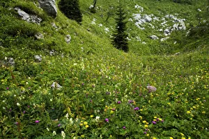 Alpine flower meadow, Triglav National Park, Slovenia, August 2009 Alpine flower meadow, Triglav National Park, Slovenia, August 2009
