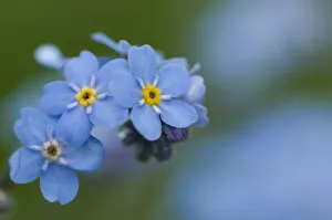 Alpine forget-me-not (Myosotis asiatica) in flower, Liechtenstein, June 2009 Alpine forget-me-not (Myosotis asiatica) in flower, Liechtenstein, June 2009