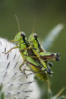 Alpine grasshopper (Miramella alpina) pair mating on a thistle, Triglav National Park Alpine grasshopper (Miramella alpina) pair mating on a thistle, Triglav National Park