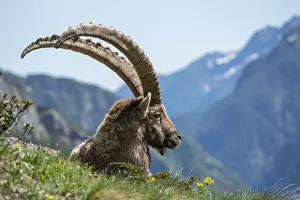 Alpine ibex (Capra ibex) resting in mountain pasture, Ticino, Switzerland Alpine ibex (Capra ibex) resting in mountain pasture, Ticino, Switzerland