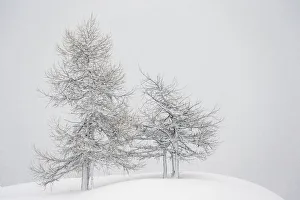 Alpine landscape with snow covered trees. Gran Paradiso National Park, Italy, January Alpine landscape with snow covered trees. Gran Paradiso National Park, Italy, January