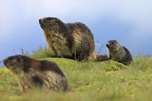 Alpine marmot (Marmota marmota) family, adults and cub, Hohe Tauern National Park Alpine marmot (Marmota marmota) family, adults and cub, Hohe Tauern National Park