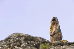 Alpine marmot (Marmota marmota) giving an alarm call, Guillestre, Queyras, France Alpine marmot (Marmota marmota) giving an alarm call, Guillestre, Queyras, France