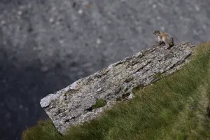 Alpine marmot (Marmota marmota) warming up on a rock, Hohe Tauern National Park, Austria Alpine marmot (Marmota marmota) warming up on a rock, Hohe Tauern National Park, Austria