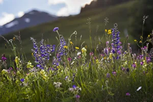 Alpine meadow in flower including Scabious flowers. Austrian Alps at 1700 metres altitude Alpine meadow in flower including Scabious flowers. Austrian Alps at 1700 metres altitude