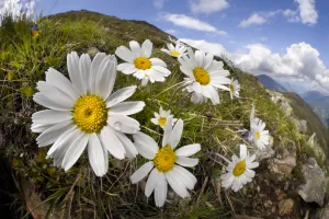 Alpine moon daisy (Leucanthemopsis alpina) on mountainside, fisheye lens. Nordtirol Alpine moon daisy (Leucanthemopsis alpina) on mountainside, fisheye lens. Nordtirol