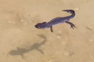 Alpine Newt (Ichthyosaura / Triturus alpestris) male in mountain pool. Nordtirol, Austrian Alps