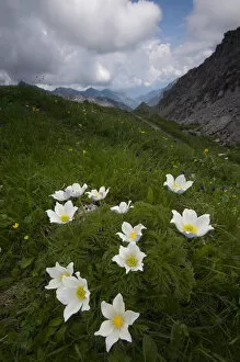Images Dated 29th June 2009: Alpine pasqueflowers (Pulsatilla alpina) in flower, Liechtenstein, June 2009