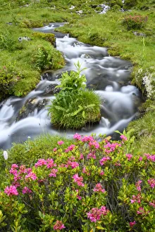Alpine rose (Rhododendron ferrugineum) flowering beside mountain stream Alpine rose (Rhododendron ferrugineum) flowering beside mountain stream