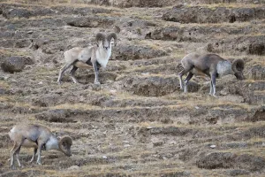 Altai argali sheep (Ovis ammon), three grazing on slope Altai argali sheep (Ovis ammon), three grazing on slope