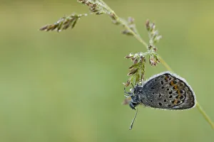 Amandas blue (Polyommatus amandus) on grass seed, Nuglasica area, Northern part Amandas blue (Polyommatus amandus) on grass seed, Nuglasica area, Northern part
