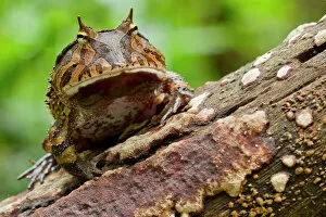 Frog Gallery: Amazon horned frog (Ceratophrys cornuta) portrait, Yasuni National Park, Orellana