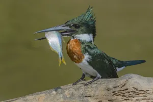 Amazon kingfisher (Chloroceryle amazona) with fish, Cuiaba, Pantanal Matogrossense Amazon kingfisher (Chloroceryle amazona) with fish, Cuiaba, Pantanal Matogrossense