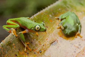 Amazon leaf frogs (Agalychnis hulli) perched on a bromeliad. Arajuno, Pastaza, Ecuador Amazon leaf frogs (Agalychnis hulli) perched on a bromeliad. Arajuno, Pastaza, Ecuador