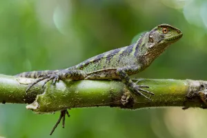 Amazon wood lizard / Guichenots dwarf iguana (Enyalioides laticeps) portrait Amazon wood lizard / Guichenots dwarf iguana (Enyalioides laticeps) portrait
