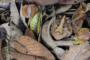 Amazonian Horned Frog (Ceratophrys cornuta) camouflaged amongst leaf litter on lowland Amazonian Horned Frog (Ceratophrys cornuta) camouflaged amongst leaf litter on lowland