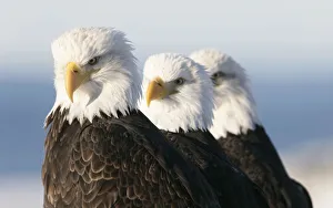 American bald eagle (Haliaeetus leucocephalus) three perched, Homer, Alaska, Jan American bald eagle (Haliaeetus leucocephalus) three perched, Homer, Alaska, Jan
