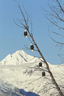 Four American bald eagles perched in tree{Haliaeetus leucocephalus} Chilkat, Alaska, USA Four American bald eagles perched in tree{Haliaeetus leucocephalus} Chilkat, Alaska, USA