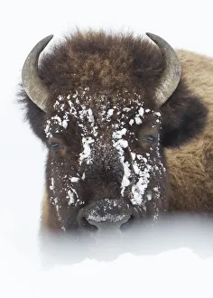 American Bison (Bison bison) lying in snow field, Hayden Valley, Yellowstone National Park American Bison (Bison bison) lying in snow field, Hayden Valley, Yellowstone National Park