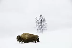 Ungulates Collection: American bison (Bison bison) male walking through deep snow