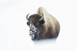 American Bison (Bison bison) walking through snow field, Hayden Valley, Yellowstone National Park American Bison (Bison bison) walking through snow field, Hayden Valley, Yellowstone National Park