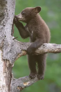 American black bear cub (Ursus americanus), age 6 months American black bear cub (Ursus americanus), age 6 months