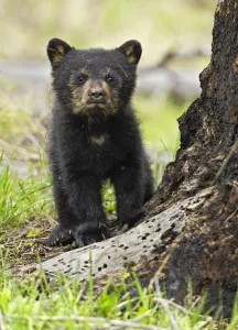 American Black Bear (Ursus americanus) cub. Yellowstone National Park, Wyoming, June American Black Bear (Ursus americanus) cub. Yellowstone National Park, Wyoming, June