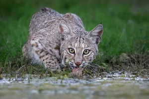 Lynx Gallery: American bobcat (Lynx rufus) male, drinking at water's edge, Texas, USA. April