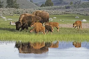 Images Dated 26th May 2014: American Buffalo or Bison (Bison bison) group with calves, Yellowstone National Park