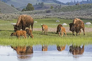 American Buffalo or Bison (Bison bison) groups with calves, Yellowstone National Park American Buffalo or Bison (Bison bison) groups with calves, Yellowstone National Park