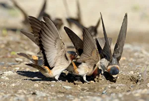American Cliff Swallow (Petrochelidon pyrrhonota) fluttering its wings while it gathers American Cliff Swallow (Petrochelidon pyrrhonota) fluttering its wings while it gathers