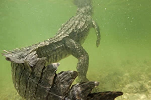 Images Dated 24th May 2013: American crocodile (Crocodylus acutus) rear view of animal resting in shallow water